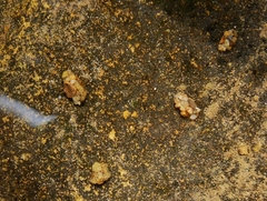 Glossosomatidae