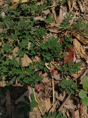 Indigofera miniata