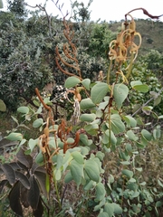 Bauhinia curvula