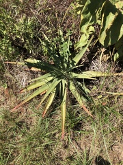 Aloe