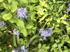 Hyacinthoides