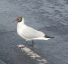 Chroicocephalus ridibundus