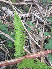 Matteuccia struthiopteris