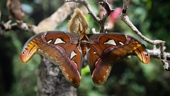 Attacus