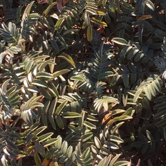 Melianthus