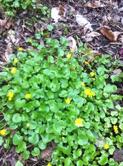 Ficaria verna