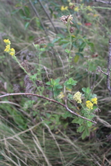 Nidorella auriculata