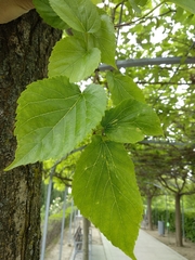 Tilia