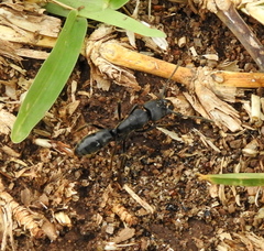 Paltothyreus tarsatus