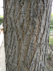 Tilia
