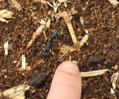 Paltothyreus tarsatus