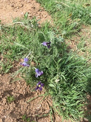 Clematis hirsutissima