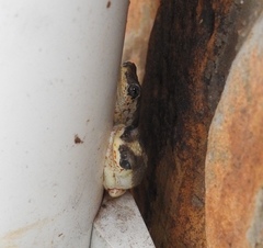 Hyperolius marginatus