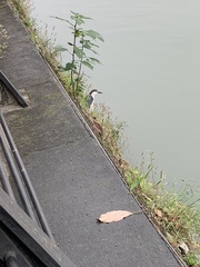 Nycticorax nycticorax