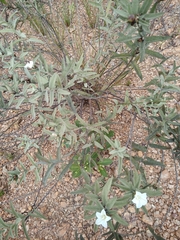 Distimake tomentosus