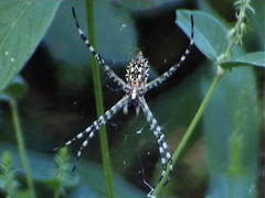 Argiope australis
