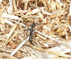 Paltothyreus tarsatus