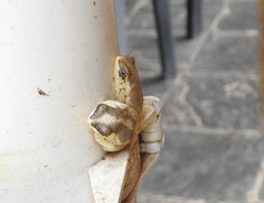 Hyperolius marginatus