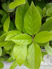 Angiospermae