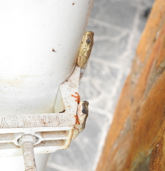 Hyperolius marginatus