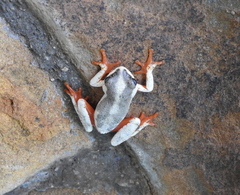 Hyperolius marginatus