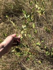 Cryptolepis oblongifolia
