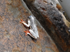 Hyperolius marginatus