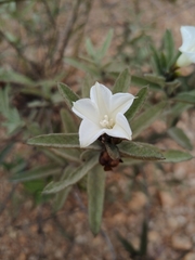 Distimake tomentosus