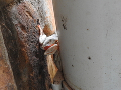 Hyperolius marginatus