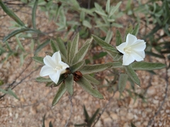 Distimake tomentosus