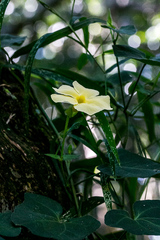 Thunbergia dregeana