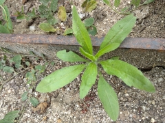 Asteraceae