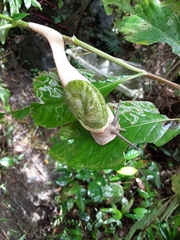 Parthena acutangula