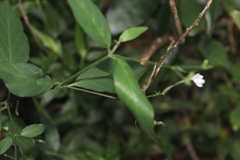 Rhinacanthus