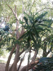 Araucaria
