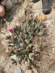 Opuntia basilaris brachyclada