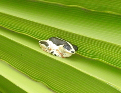 Hyperolius marginatus