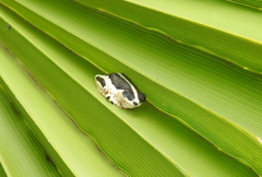 Hyperolius marginatus