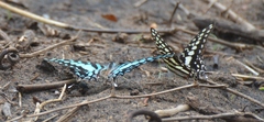 Graphium antheus