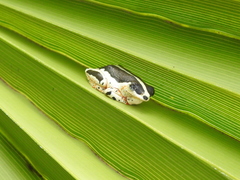 Hyperolius marginatus