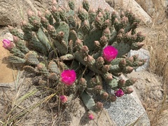 Opuntia basilaris brachyclada