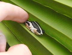 Hyperolius marginatus