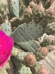 Opuntia basilaris brachyclada