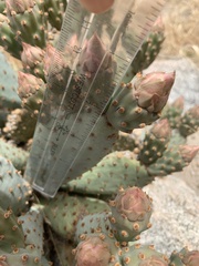 Opuntia basilaris brachyclada