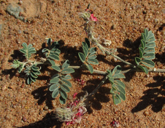 Indigofera daleoides image