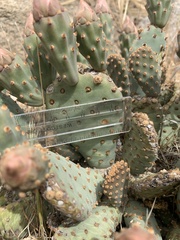 Opuntia basilaris brachyclada