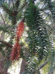 Araucaria