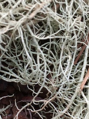 Usnea intermedia
