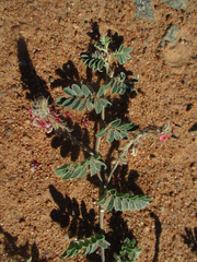 Indigofera daleoides image