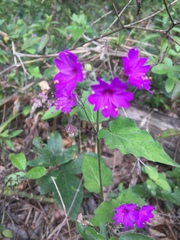 Mirabilis violacea